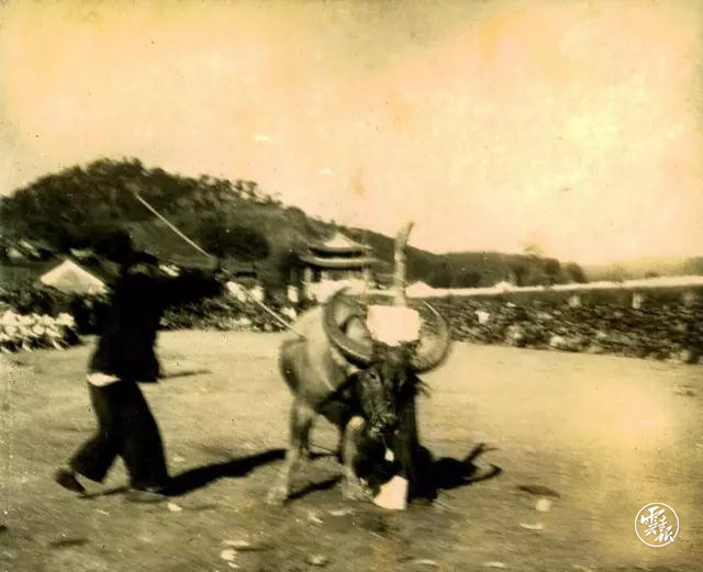 1951年1月剽牛盟誓（普洱市档案馆馆藏）_副本.jpg