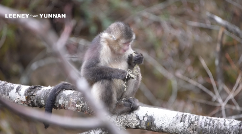 【Colorful Yunnan Journey】ယူနန်ရွှေမျောက် အမျိုးသားဥယျာဉ်ကို Leeney From Yunnan နဲ့အတူ သွားရောက်လည်ပတ်လိုက်ရအောင်...
