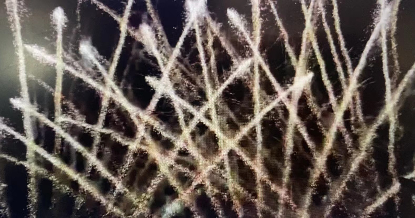 အရမ်းလှတယ်