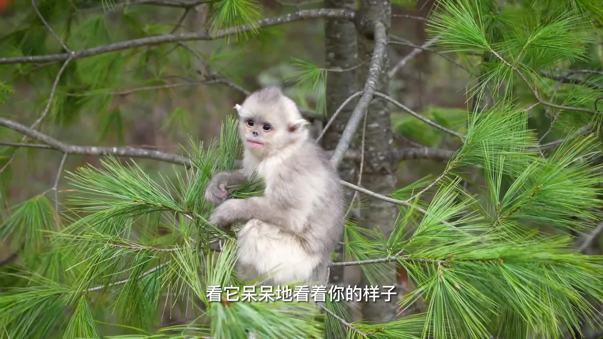 ယူနန်ရွှေမျောက်  သွားရောက်လည်ပတ်လိုက်ရအောင်