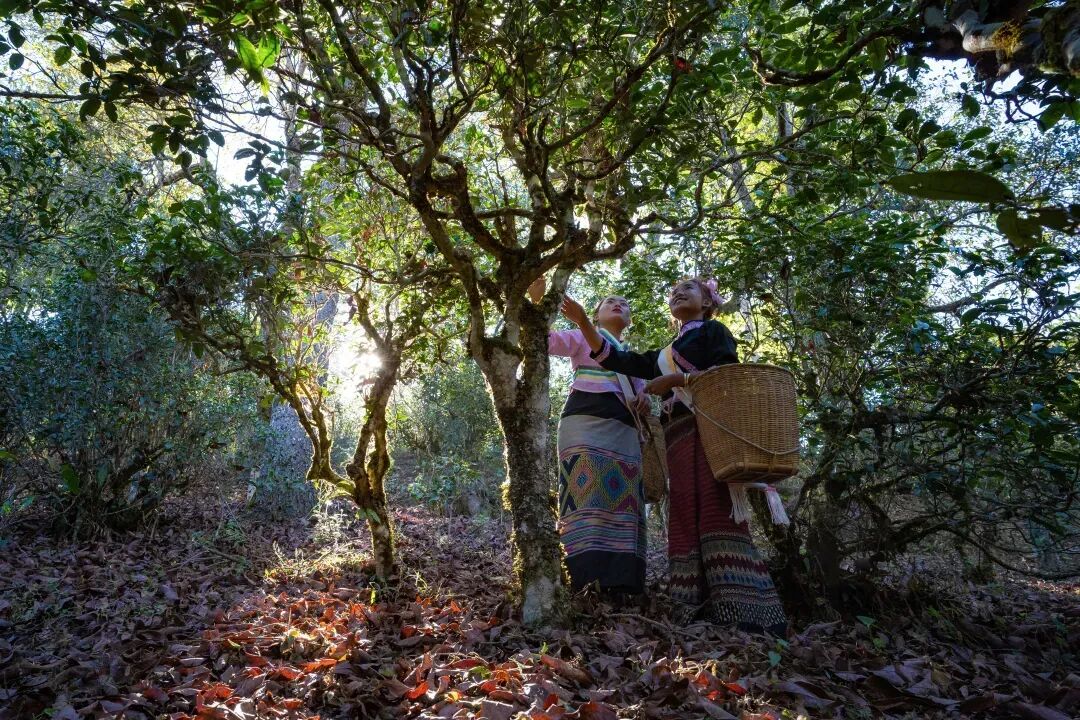 景迈山古茶林 卢磊 摄.jpg